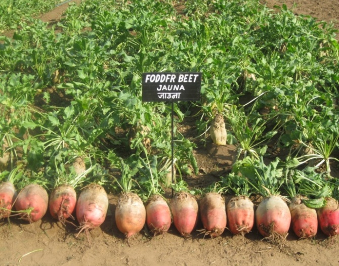 Fodder Beet Farmers' Corner